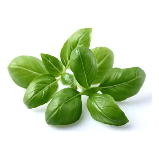 Basil grown under LEDs at the CityFarm vertical farm in Chișinău