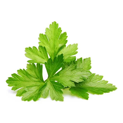 Coriander grown under LEDs at the CityFarm vertical farm in Chișinău