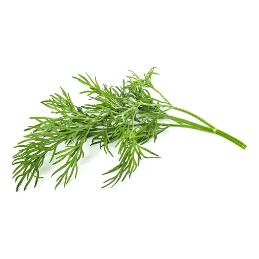 Dill grown under LEDs at the CityFarm vertical farm in Chișinău