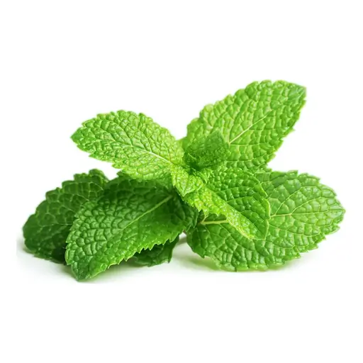 Mint grown under LEDs at the CityFarm vertical farm in Chișinău