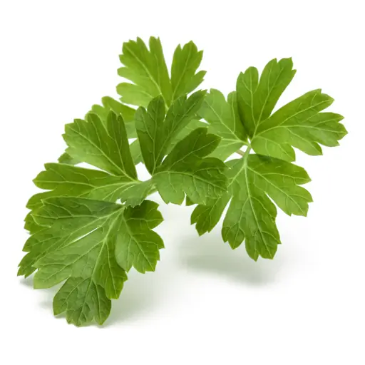 Parsley grown under LEDs at the CityFarm vertical farm in Chișinău