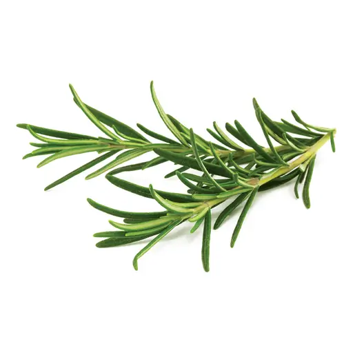 Rosemary grown under LEDs at the CityFarm vertical farm in Chișinău
