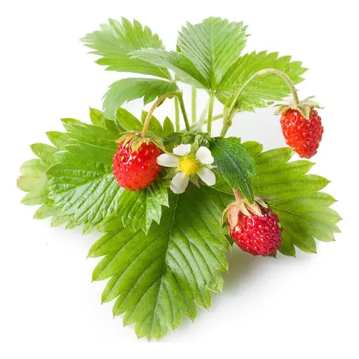 Wild strawberries grown under LEDs at the CityFarm vertical farm in Chișinău