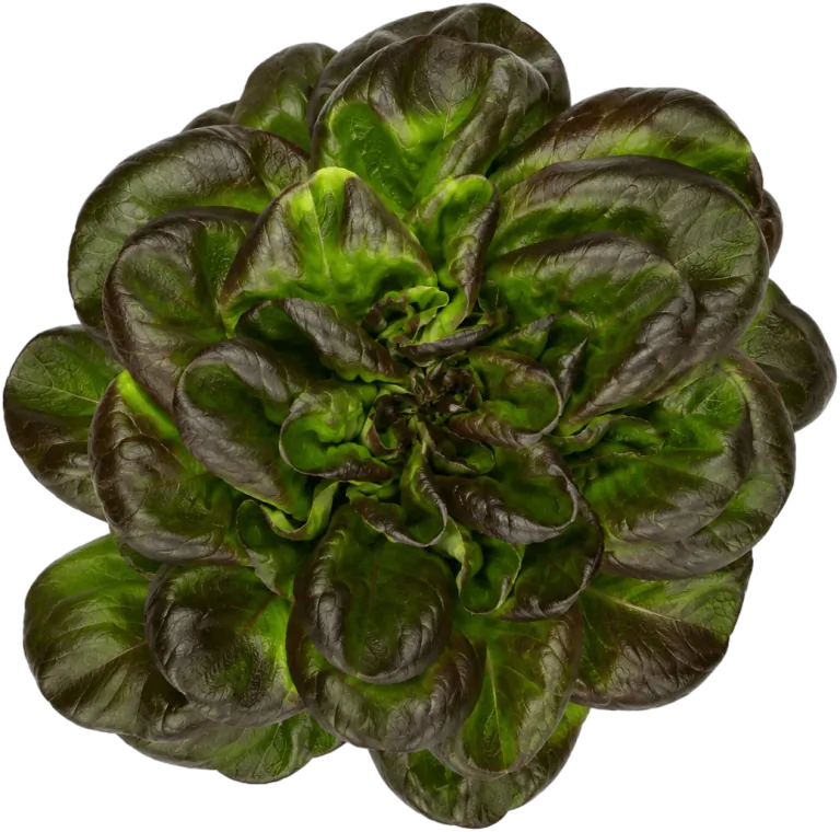 Frunze fragede de salată butterhead, gata de spălat, crescute în ferma verticală CityFarm din Chișinău