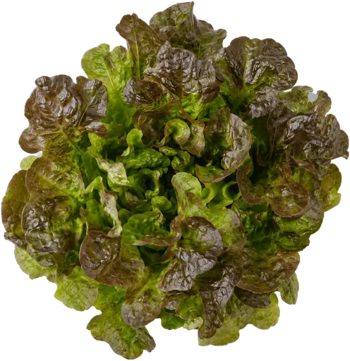 Red Oakleaf lettuce, Belesai variety, harvested at the CityFarm vertical farm in Chișinău