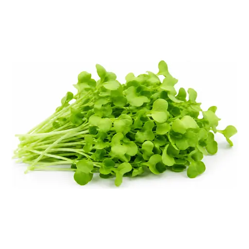 Basil microgreens grown under LEDs at the CityFarm vertical farm in Chișinău