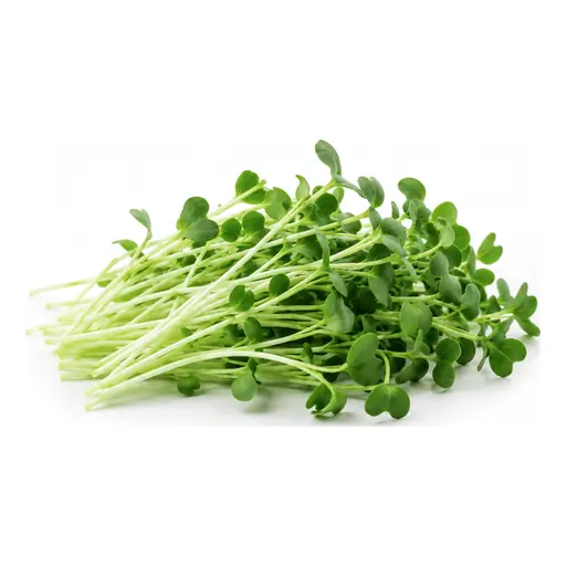 Broccoli microgreens grown under LEDs at the CityFarm vertical farm in Chișinău