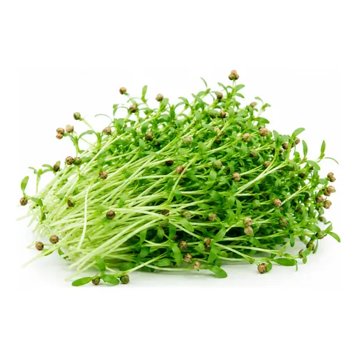 Coriander microgreens grown under LEDs at the CityFarm vertical farm in Chișinău
