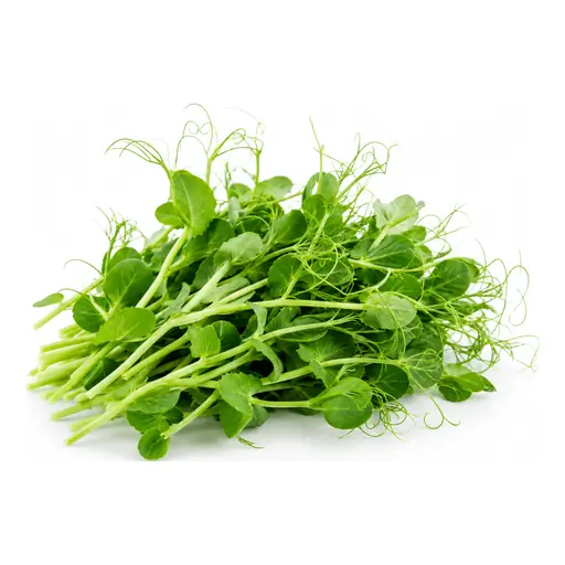 Pea microgreens grown under LEDs at the CityFarm vertical farm in Chișinău
