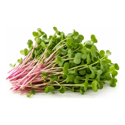 Radish microgreens grown under LEDs at the CityFarm vertical farm in Chișinău