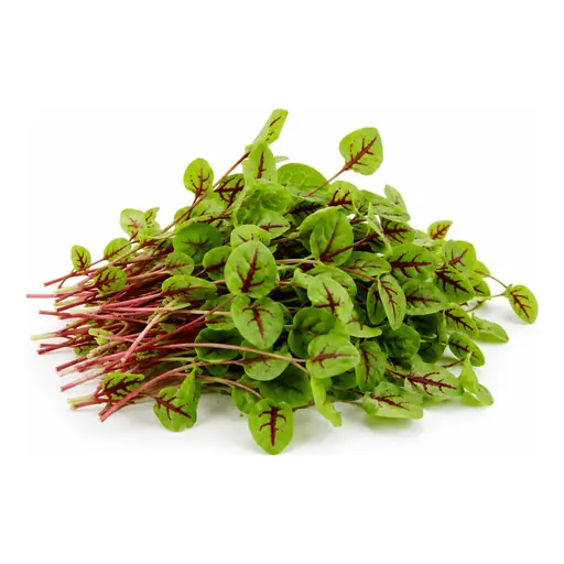 Sorrel microgreens grown under LEDs at the CityFarm vertical farm in Chișinău