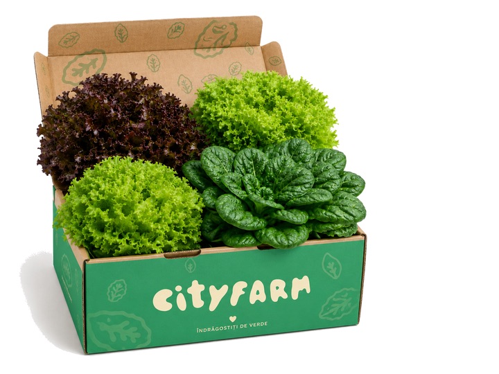 Cutia Încearcă CityFarm cu salate vii recoltate azi în Chișinău