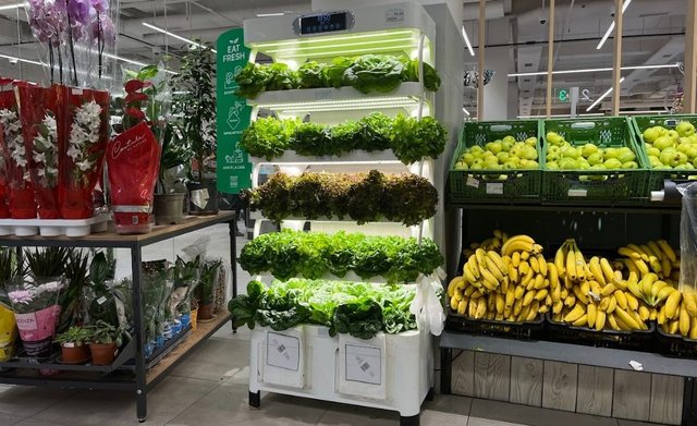 Diez.md article about live lettuce in supermarkets