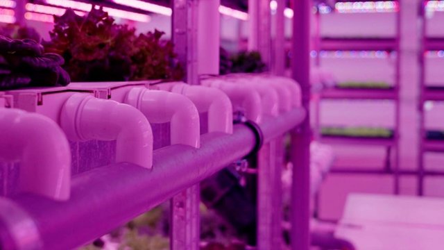 Articol MDED/ODA despre CityFarm