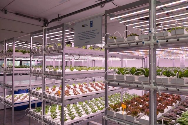 Stiri.md social article about vertical farming in Moldova
