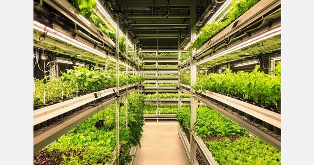 Articol Vertical Farm Daily despre CityFarm